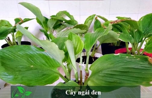cay-ngai-den