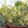 Cách chăm sóc cây sứ thái mau ra hoa