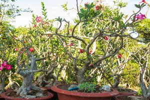 Read more about the article Kinh nghiệm 18 năm cách chăm sóc cây sứ thái ra hoa đúng Tết Nguyên Đán
